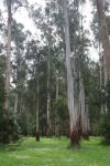 Gum trees
