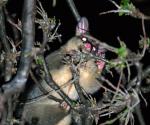Possum belly