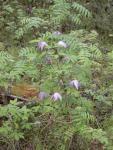 DSCN1548.jpg
