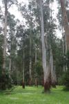 Gum trees