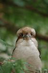 Kookaburra