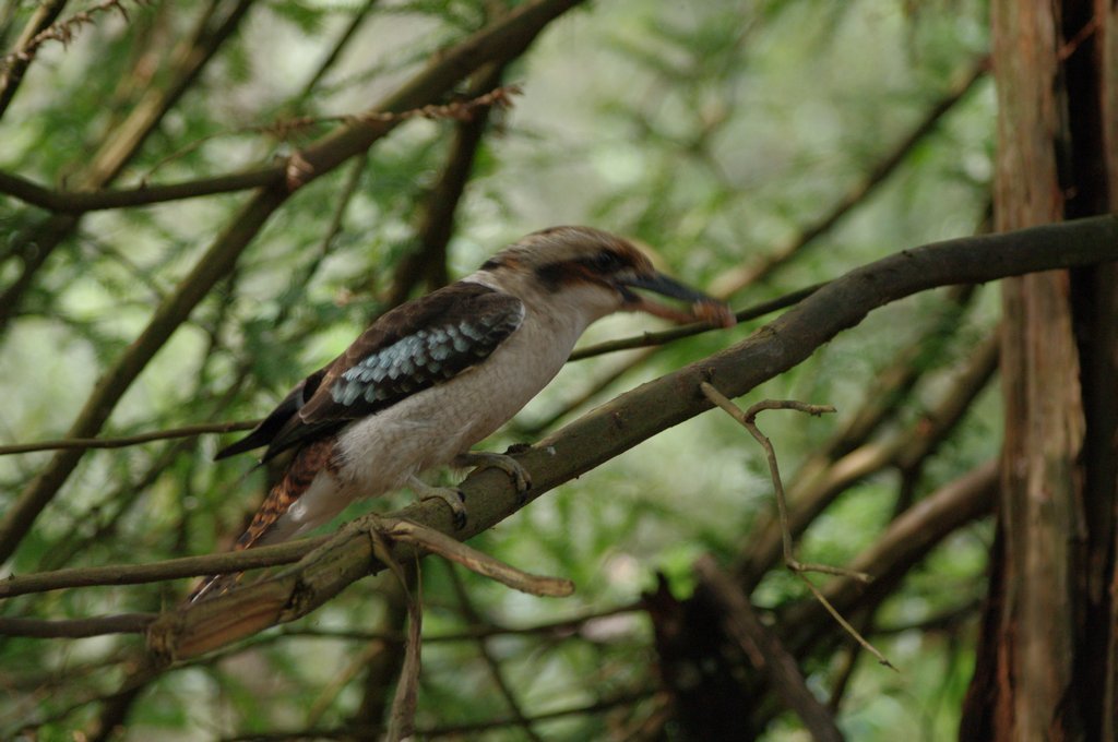 Feeding of a kookaburra