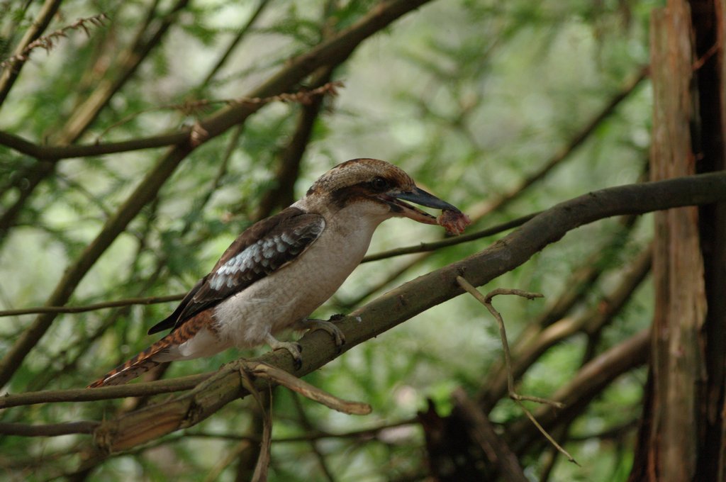 A kookaburra with a piece of meat