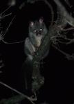 Possum