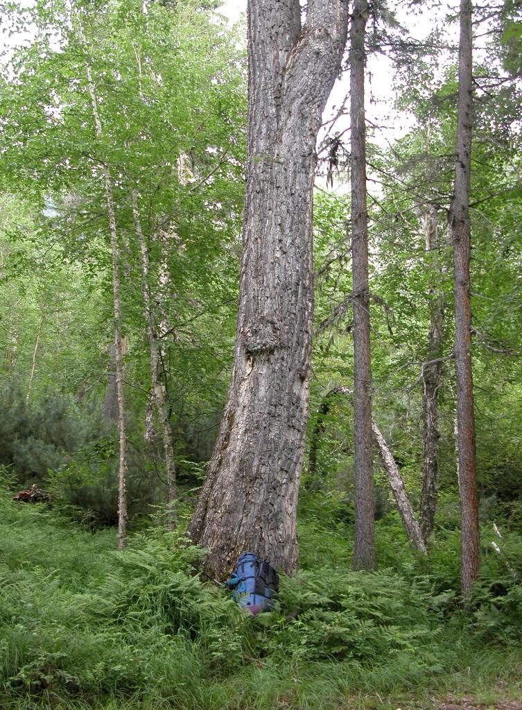 Большое старое дерево